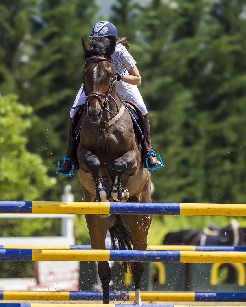 Hest